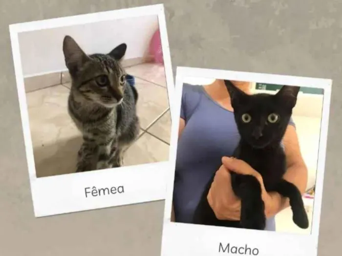 Gato ra a  idade 2 a 6 meses nome Gato