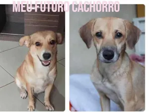 Cachorro raça Sem definiçao idade 6 ou mais anos nome Zé 