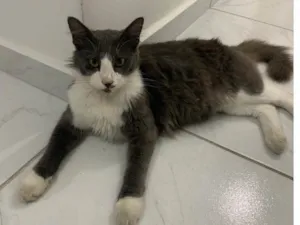 Gato raça SRD-ViraLata idade 1 ano nome Luna