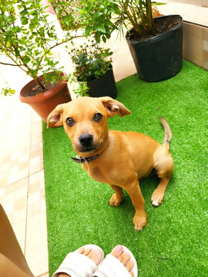 Cachorro ra a SRD-ViraLata idade 2 a 6 meses nome Caramelo 