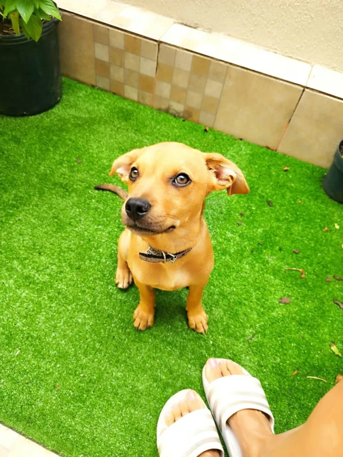 Cachorro ra a SRD-ViraLata idade 2 a 6 meses nome Caramelo 