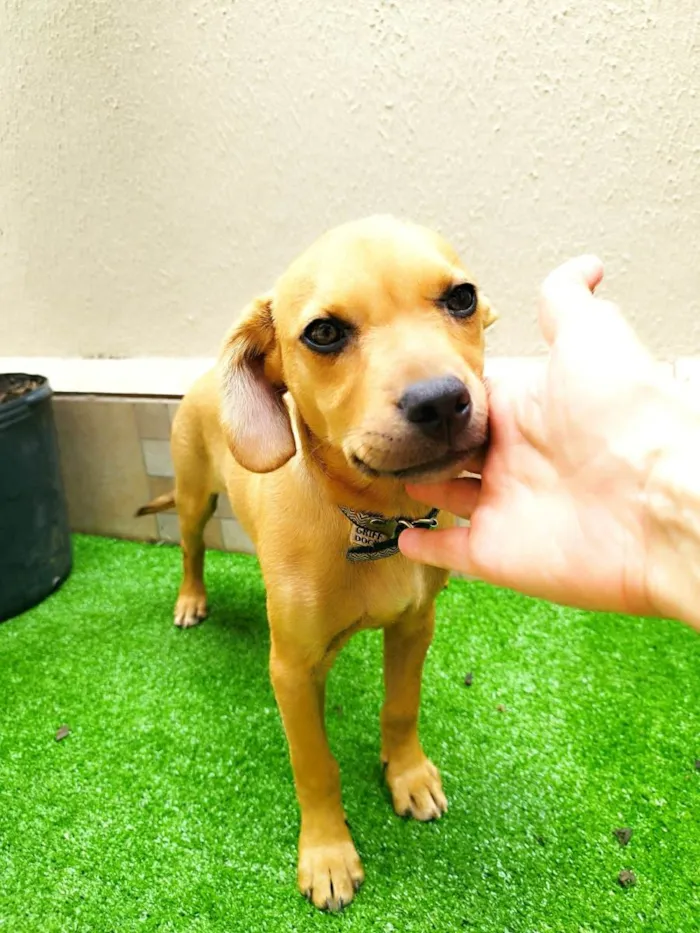 Cachorro ra a SRD-ViraLata idade 2 a 6 meses nome Caramelo 