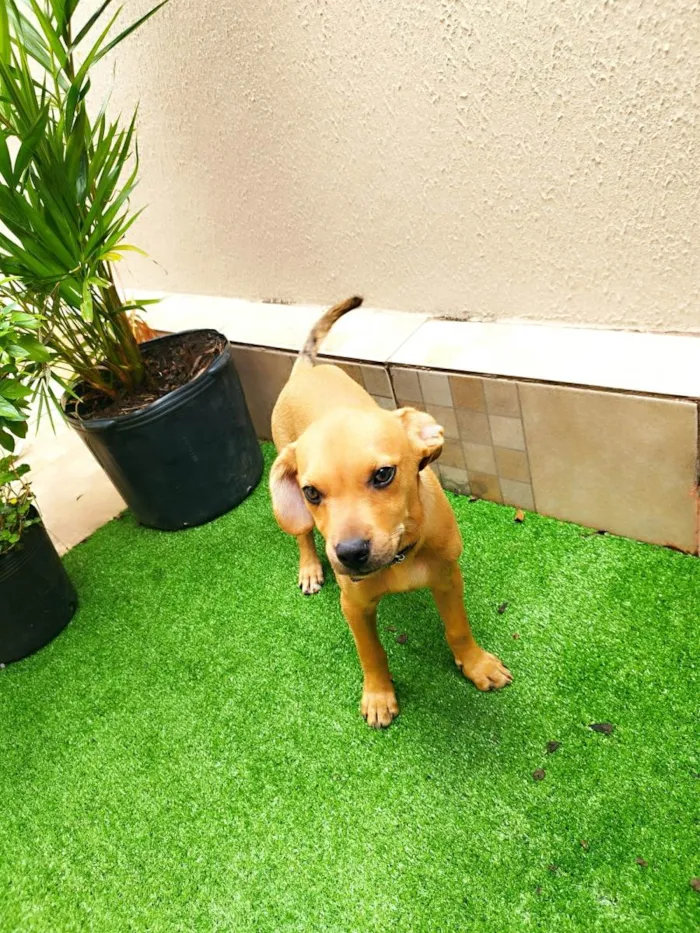 Cachorro ra a SRD-ViraLata idade 2 a 6 meses nome Caramelo 