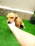Caramelo 