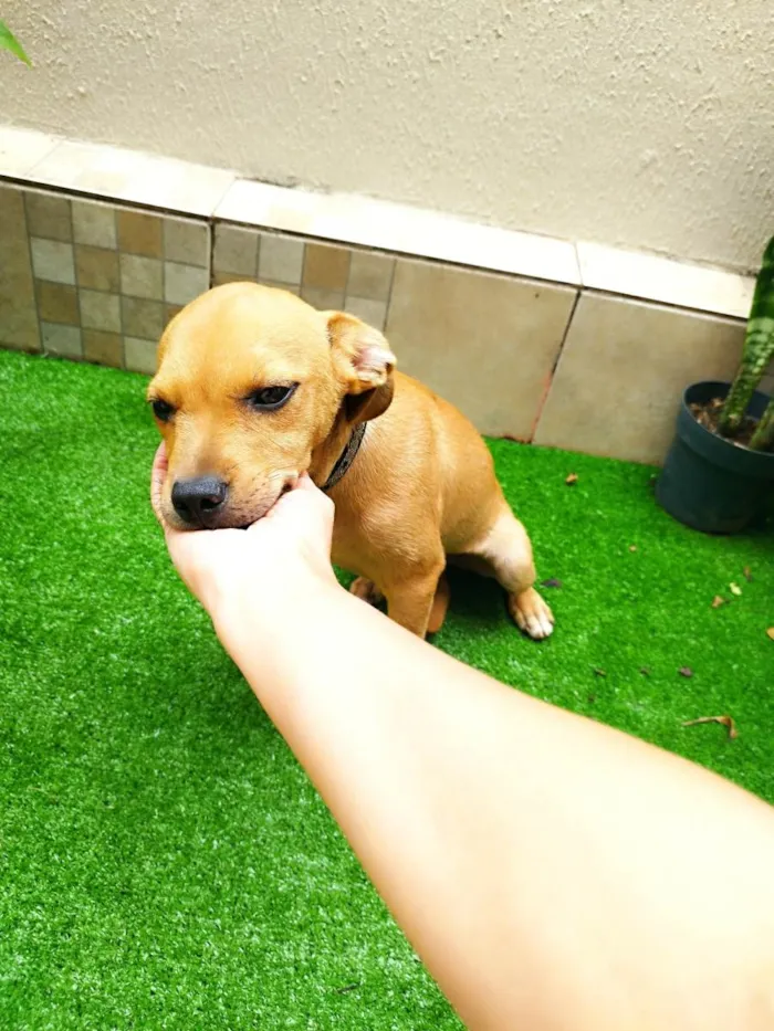 Cachorro ra a SRD-ViraLata idade 2 a 6 meses nome Caramelo 