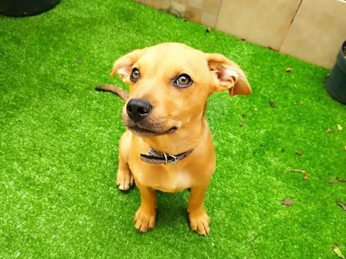Cachorro ra a SRD-ViraLata idade 2 a 6 meses nome Caramelo 