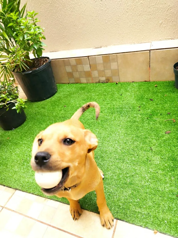 Cachorro ra a SRD-ViraLata idade 2 a 6 meses nome Caramelo 