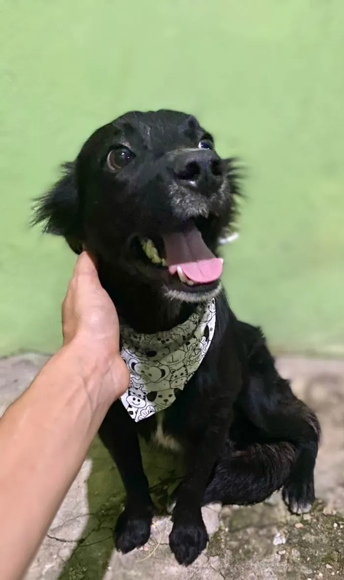 Cachorro raça SRD-ViraLata idade 1 ano nome Fox (no momento)
