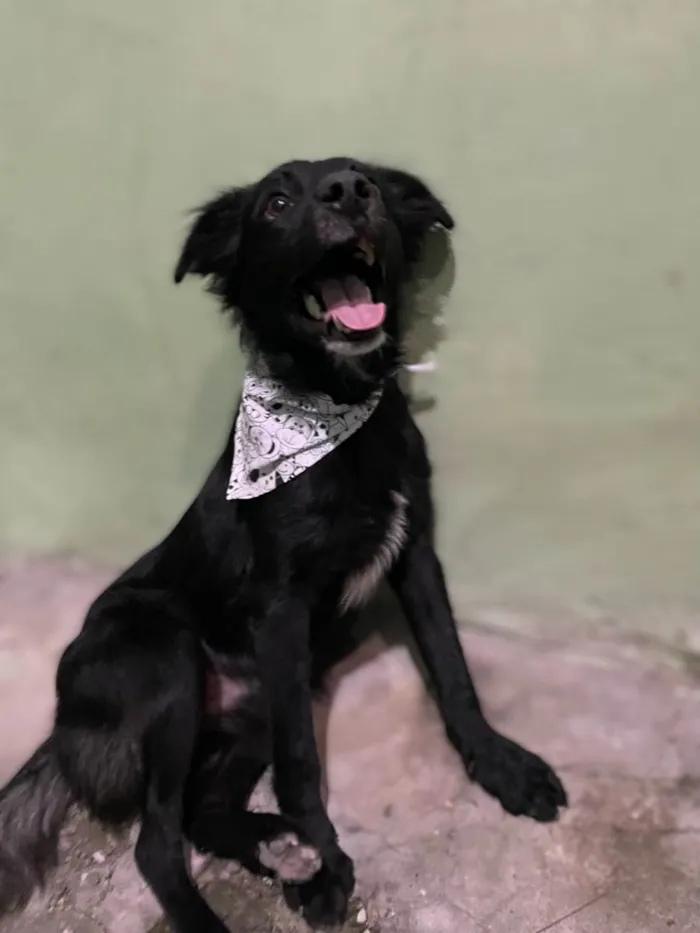 Cachorro raça SRD-ViraLata idade 1 ano nome Fox (no momento)