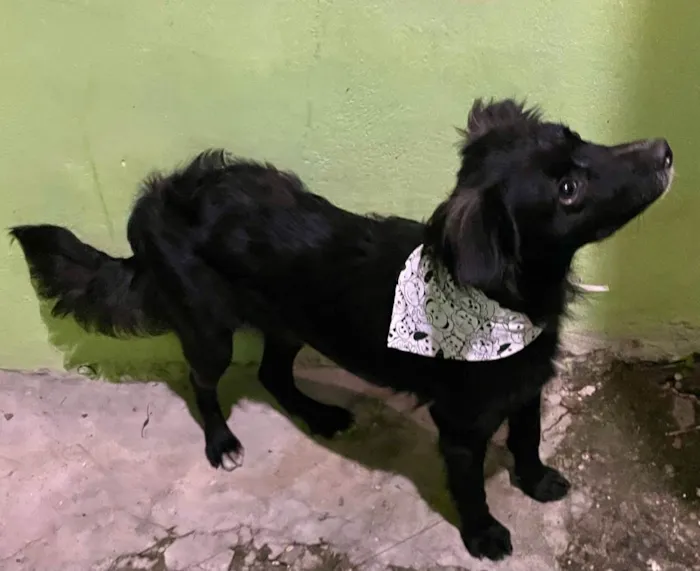 Cachorro raça SRD-ViraLata idade 1 ano nome Fox (no momento)
