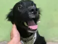 Fox (no momento)
