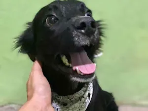 Cachorro raça SRD-ViraLata idade 1 ano nome Fox (no momento)