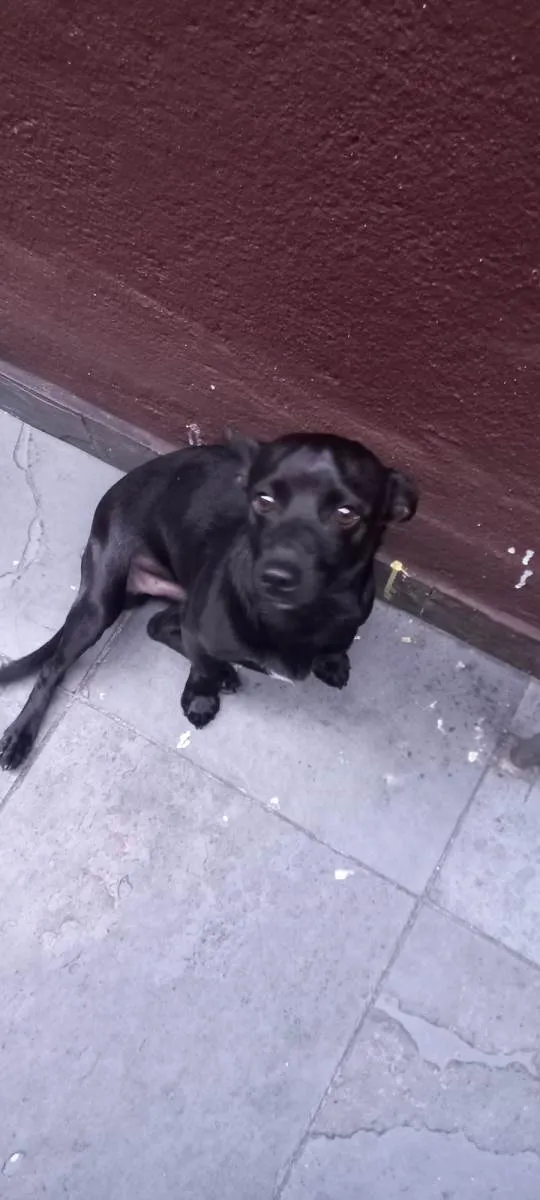 Cachorro ra a SRD-ViraLata idade  nome não sabemos