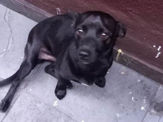 Cachorro ra a SRD-ViraLata idade  nome não sabemos