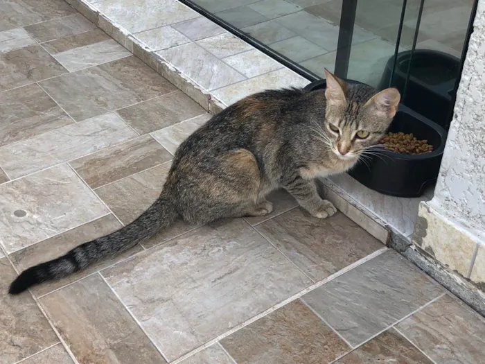 Gato raça SRD-ViraLata idade 7 a 11 meses nome Sem nome
