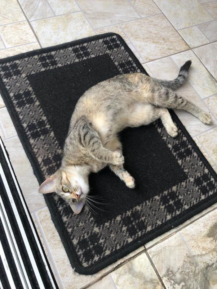Gato raça SRD-ViraLata idade 7 a 11 meses nome Sem nome