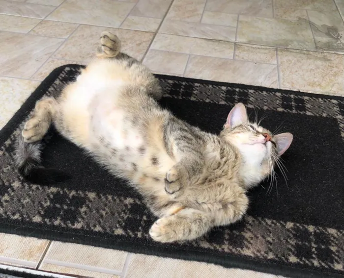 Gato raça SRD-ViraLata idade 7 a 11 meses nome Sem nome