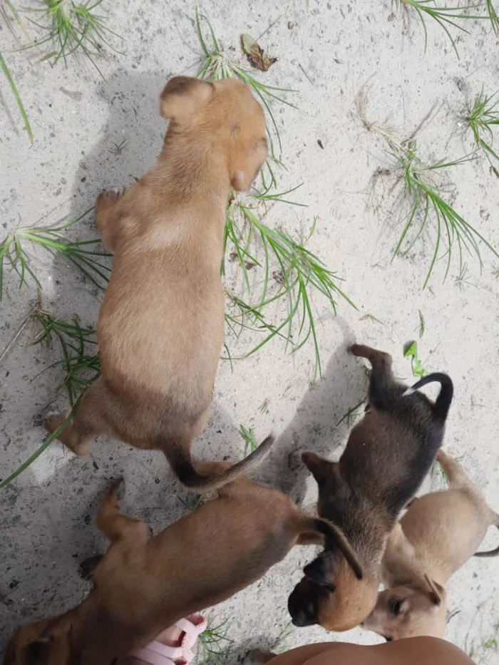 Cachorro ra a SRD-ViraLata idade Abaixo de 2 meses nome Bebes 