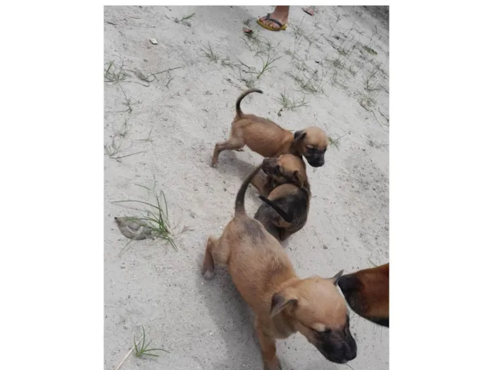 Cachorro ra a SRD-ViraLata idade Abaixo de 2 meses nome Bebes 