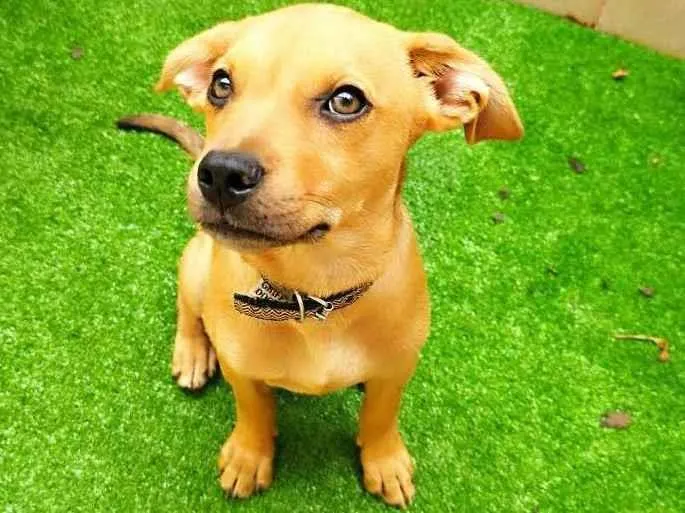 Cachorro ra a SRD-ViraLata idade 2 a 6 meses nome Caramelo 
