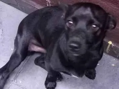 Cachorro ra a SRD-ViraLata idade  nome não sabemos