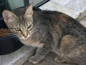 Gato raça SRD-ViraLata idade 7 a 11 meses nome Sem nome