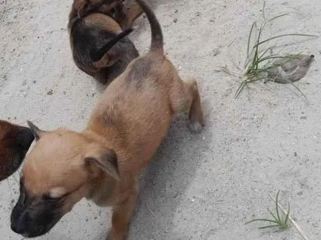 Cachorro ra a SRD-ViraLata idade Abaixo de 2 meses nome Bebes 