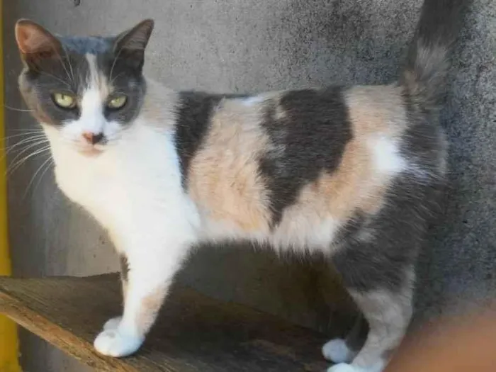 Gato raça SRD-ViraLata idade 4 anos nome Gaya