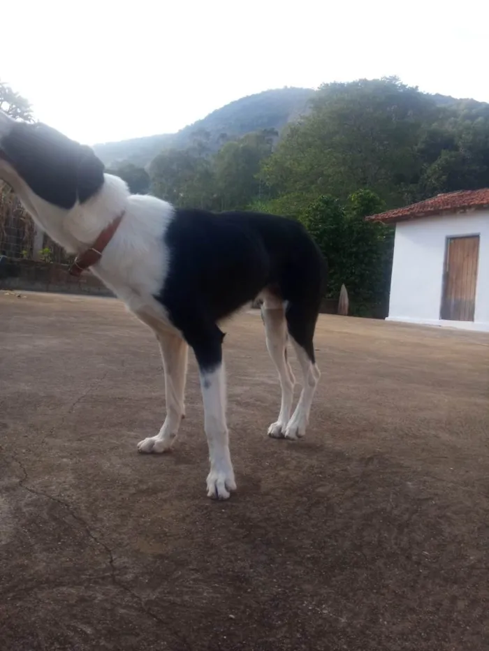 Cachorro ra a Vira-lata(border collie com burriler) idade 4 anos nome Bob