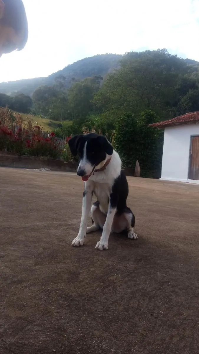 Cachorro ra a Vira-lata(border collie com burriler) idade 4 anos nome Bob