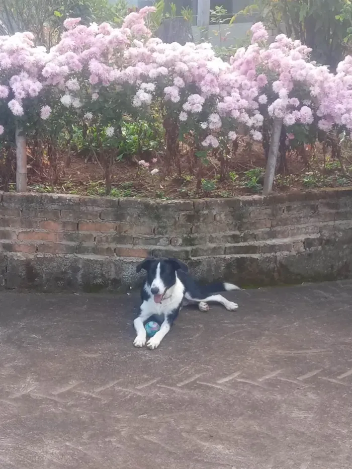 Cachorro ra a Vira-lata(border collie com burriler) idade 4 anos nome Bob