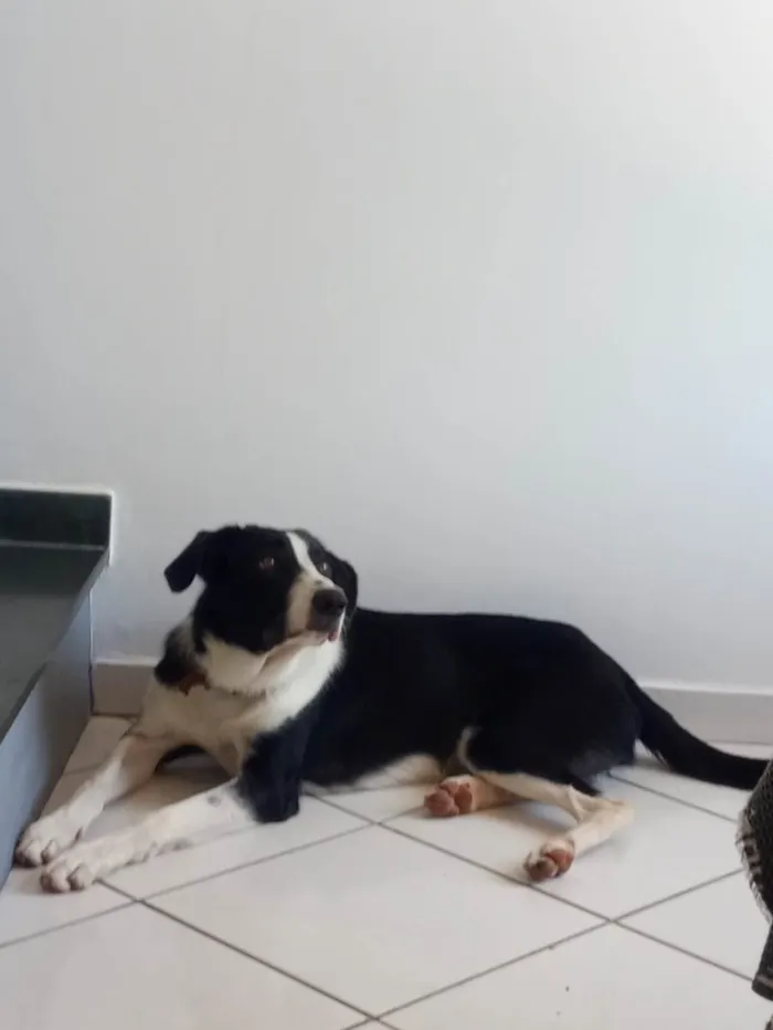 Cachorro ra a Vira-lata(border collie com burriler) idade 4 anos nome Bob