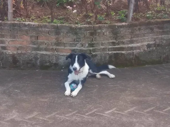 Cachorro ra a Vira-lata(border collie com burriler) idade 4 anos nome Bob