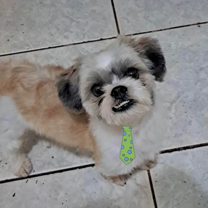 Cachorro ra a Mestico  idade 1 ano nome Thomas 