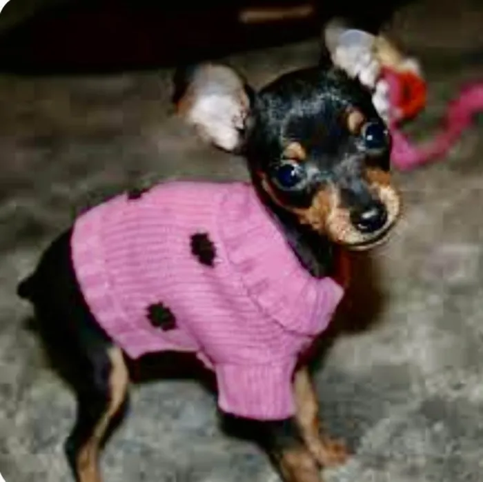 Cachorro raça Mestica  idade 2 a 6 meses nome Nina 