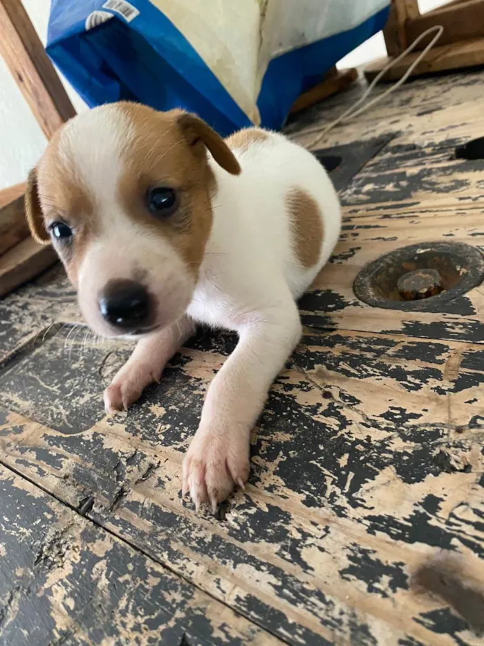 Cachorro ra a Viralata  idade Abaixo de 2 meses nome Sem nome 