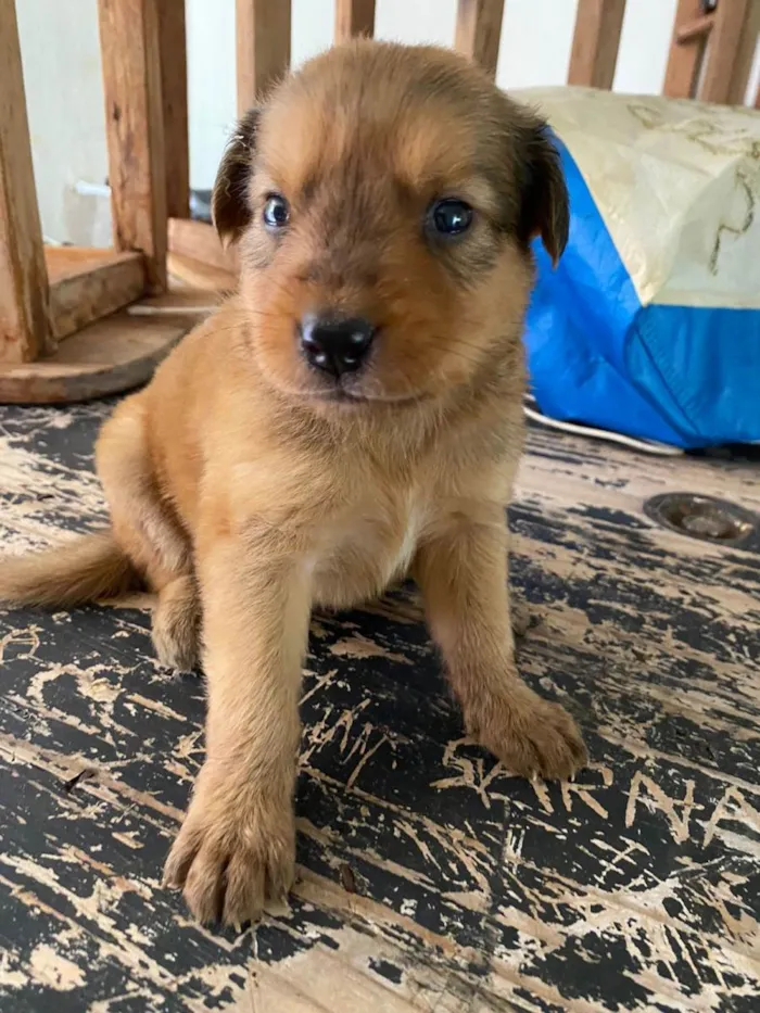 Cachorro ra a Viralata  idade Abaixo de 2 meses nome Sem nome 