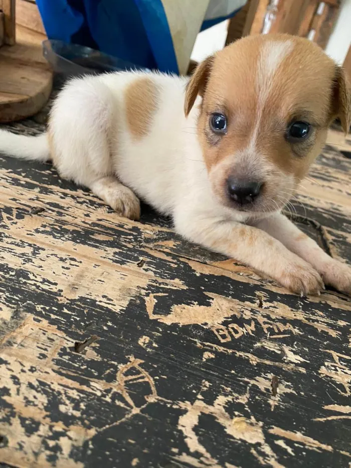 Cachorro ra a Viralata  idade Abaixo de 2 meses nome Sem nome 