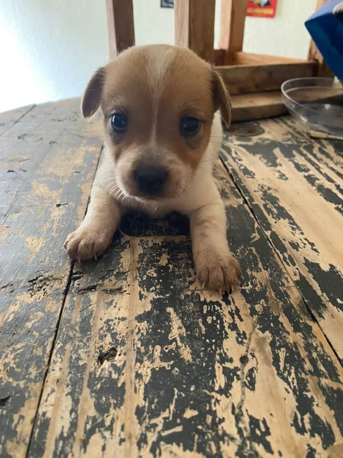 Cachorro ra a Viralata  idade Abaixo de 2 meses nome Sem nome 