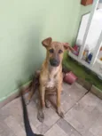 RODRIGUINHO
