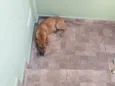 RODRIGUINHO