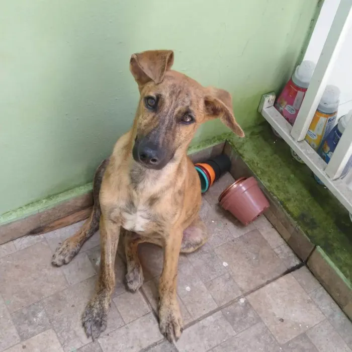 Cachorro ra a SRD-ViraLata idade 2 a 6 meses nome RODRIGUINHO