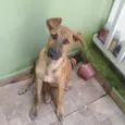 RODRIGUINHO