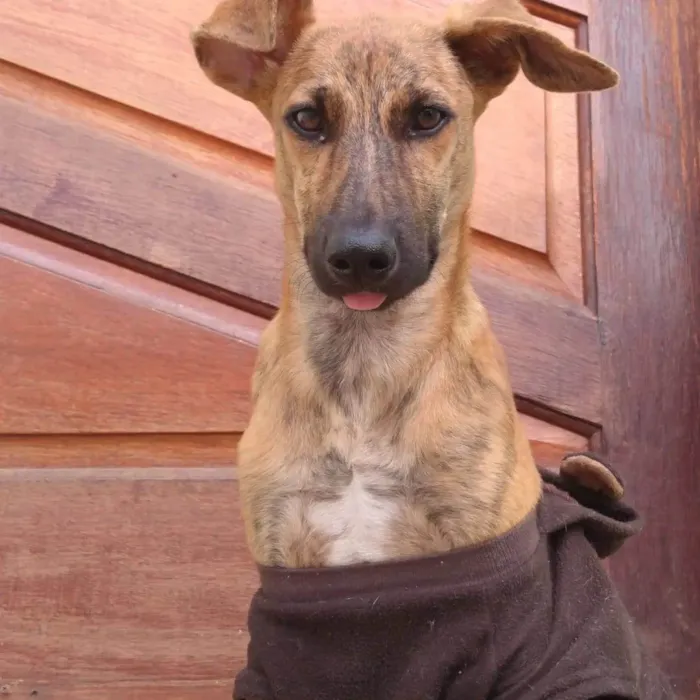 Cachorro ra a SRD-ViraLata idade 2 a 6 meses nome RODRIGUINHO