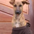 RODRIGUINHO