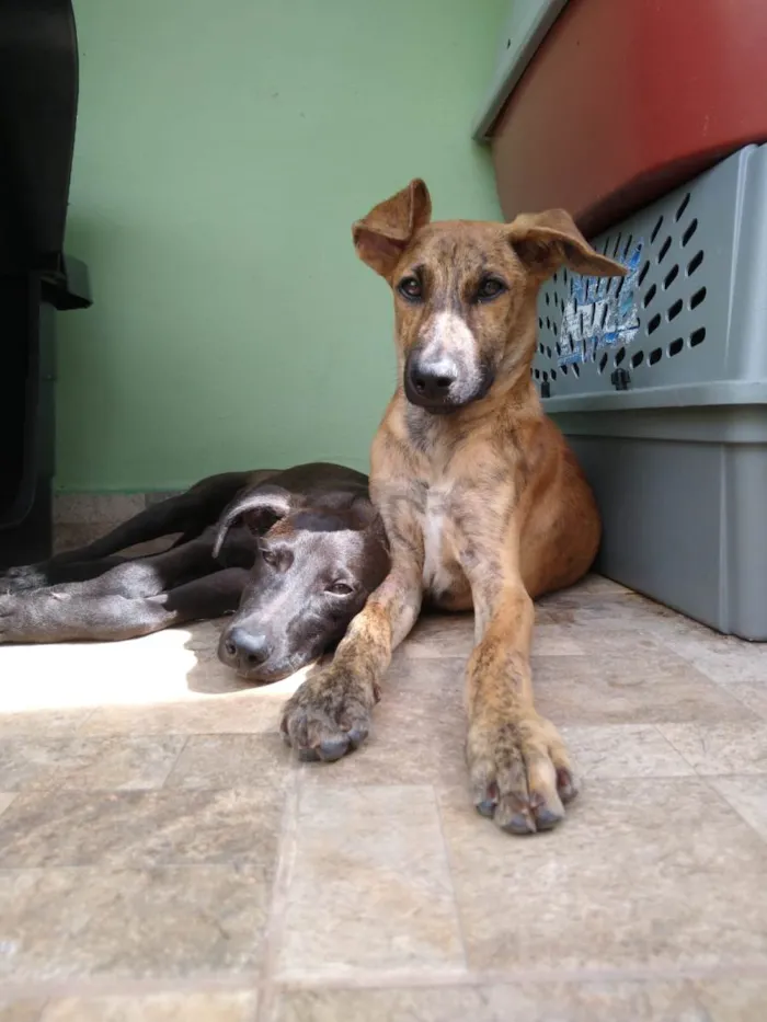 Cachorro ra a SRD-ViraLata idade 2 a 6 meses nome RODRIGUINHO