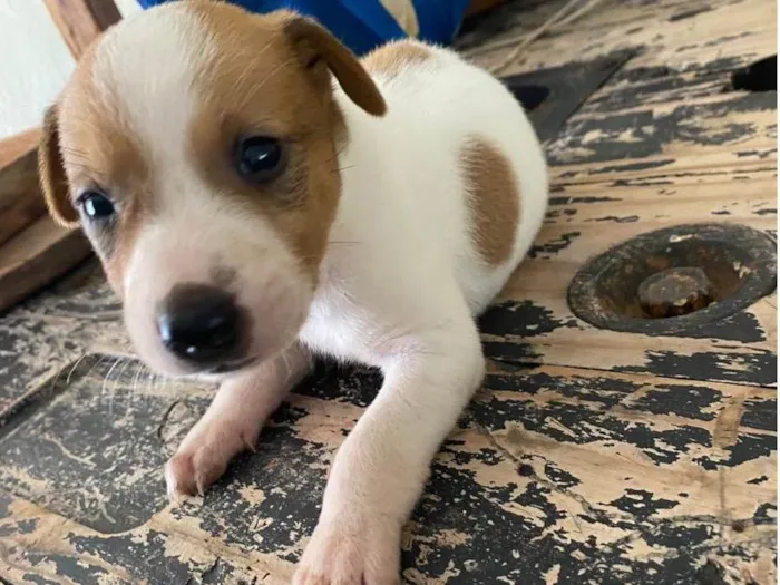 Cachorro ra a Viralata  idade Abaixo de 2 meses nome Sem nome 
