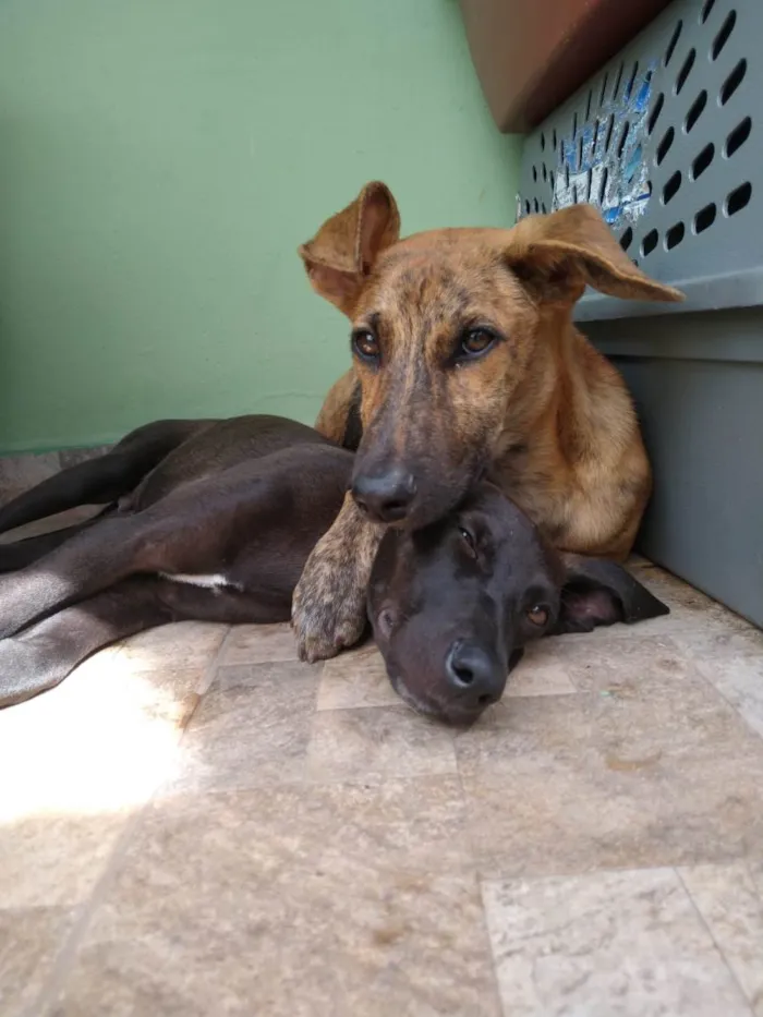 Cachorro ra a SRD-ViraLata idade 2 a 6 meses nome RODRIGUINHO