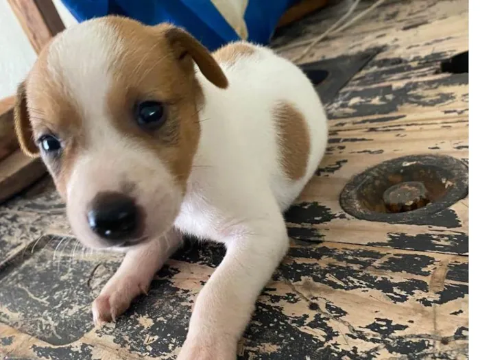 Cachorro ra a Viralata  idade Abaixo de 2 meses nome Sem nome 