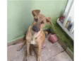 RODRIGUINHO